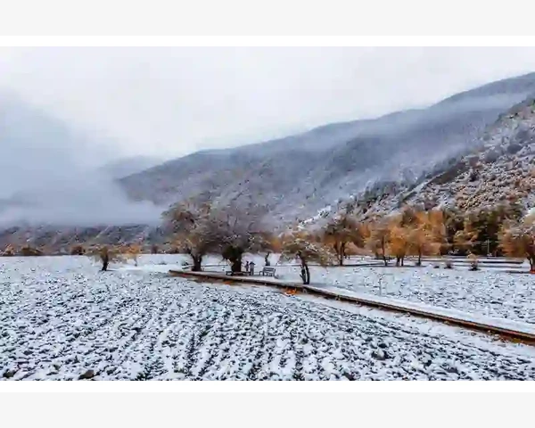 川贝母：净化呼吸道，从根源快速化痰
